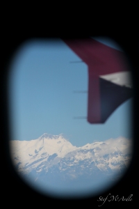 Himalayan window Photo: Stef McArdle